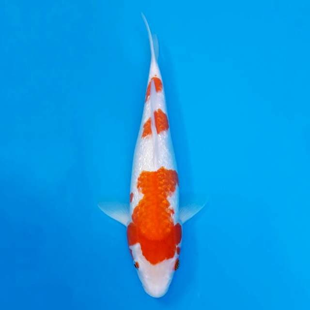 Kohaku ginrin full