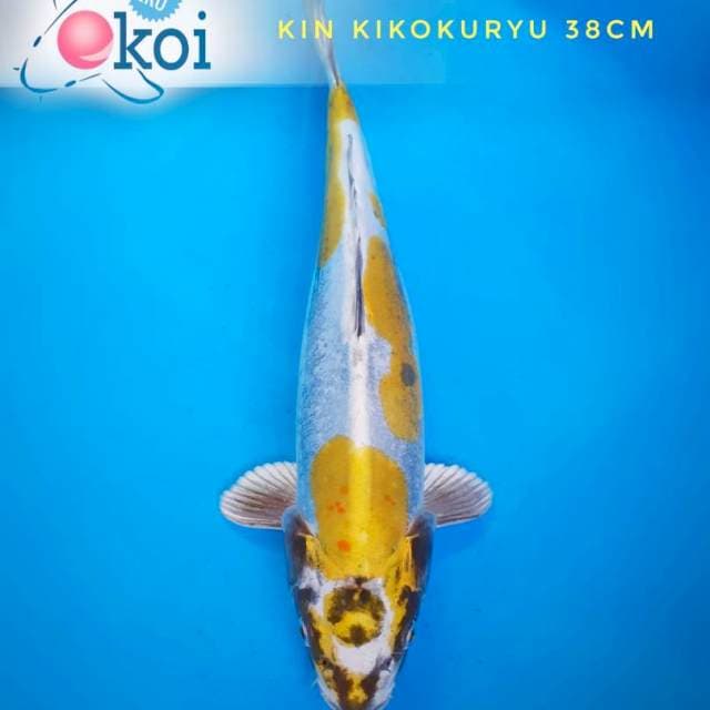 Kin Kikokuryu super