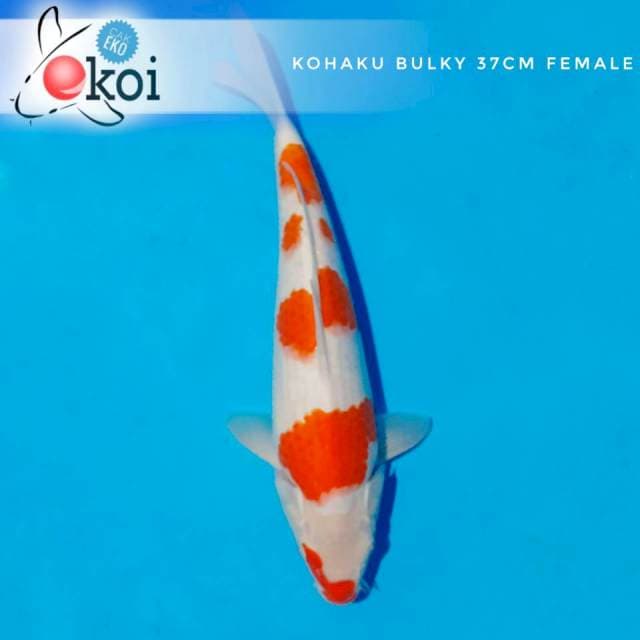 Kohaku HQ super jitai