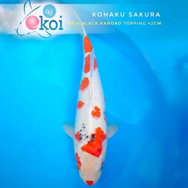 Showa Kanoko Istimewa