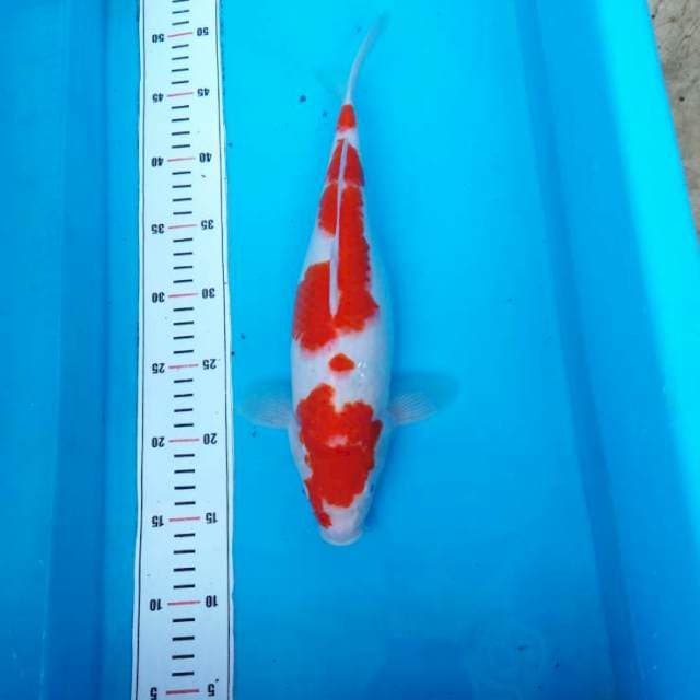 NJK - KOHAKU ORION