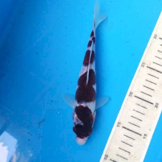 Budho goromo
