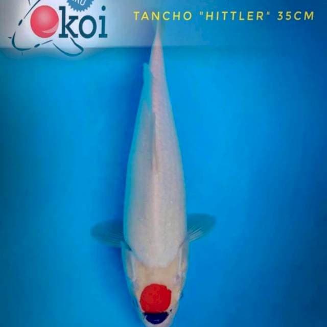 Tancho "hittler" 35 cm original Unique (lelang ulang)