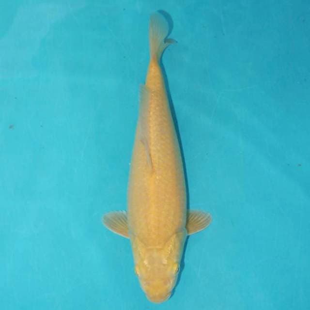 KARASHI 28 CM