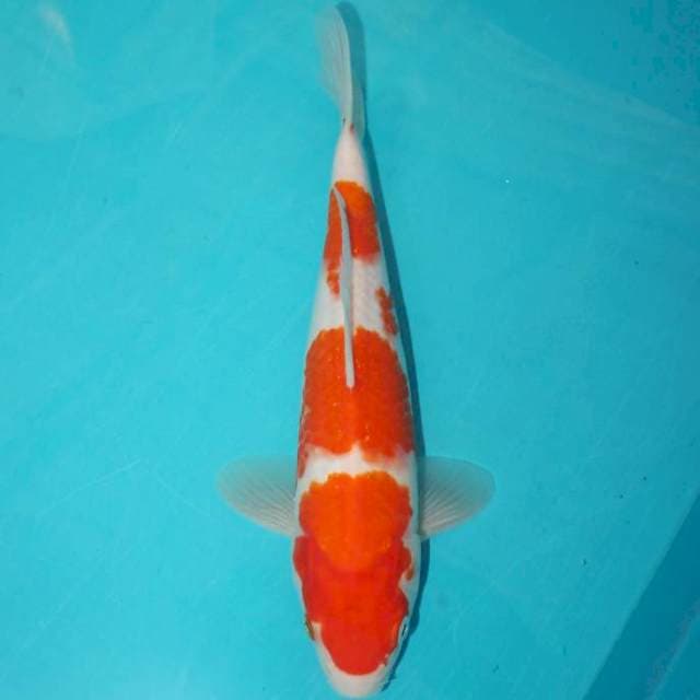 KOHAKU 27 CM