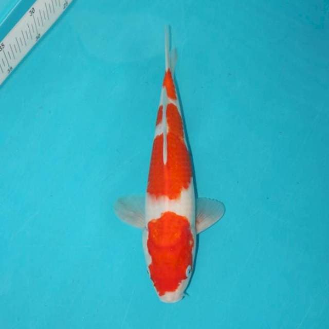 KOHAKU 29 CM