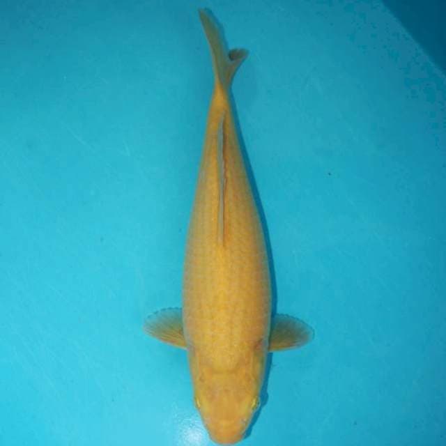 Karashi Bulky 30cm