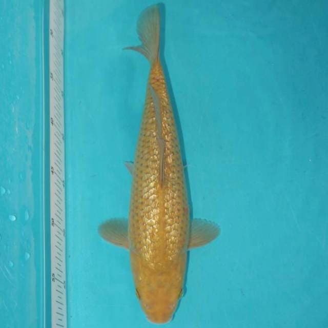 Midorigoi Bulky Ginrin 32cm