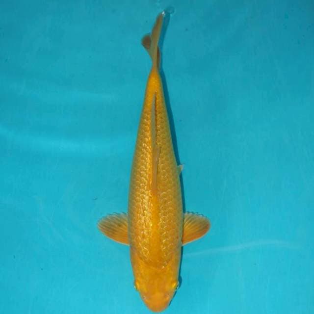 Mudorigoi Ginrin Rapi 27 cm