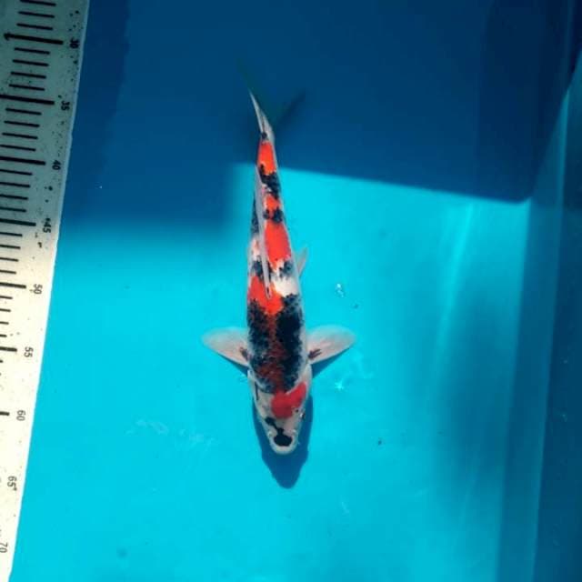 Maruten Showa tategoi Male 29cm