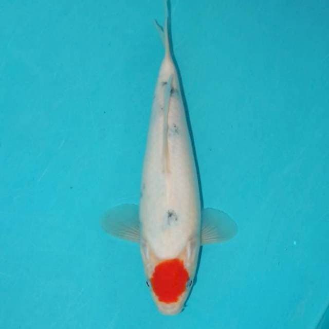 Tancho Sanke Tategoi Bulky 27cm