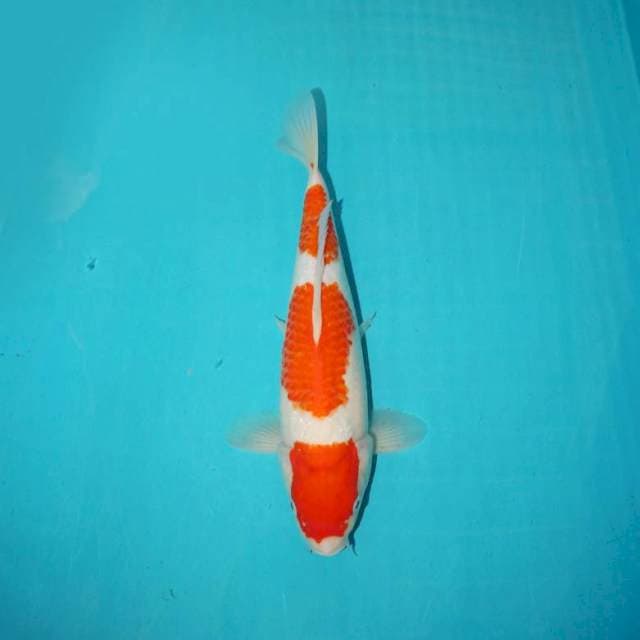 Kohaku 3 Step 28 cm
