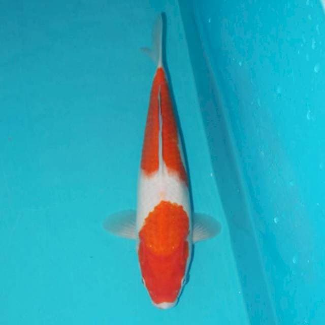 KOHAKU 2 STEP 29 CM