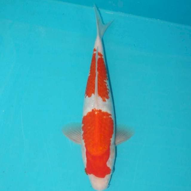 KOHAKU 2 STEP 28 CM