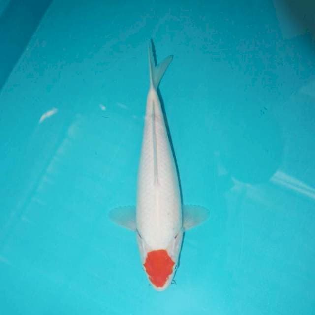 TANCHO KOHAKU 28CM