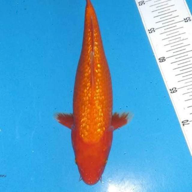 Akahajiro full ginrin 32cm