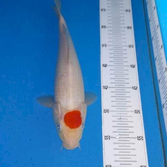 Tancho kohaku ori 34cm