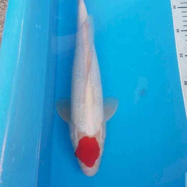 Tancho kohaku 36 cm