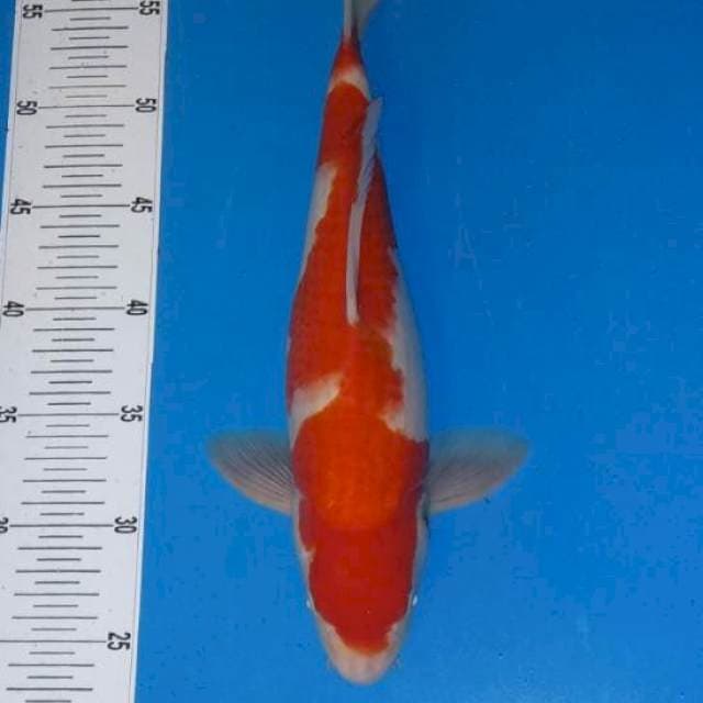 Kohaku Original patern