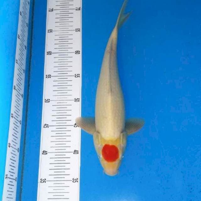 Tancho kohaku