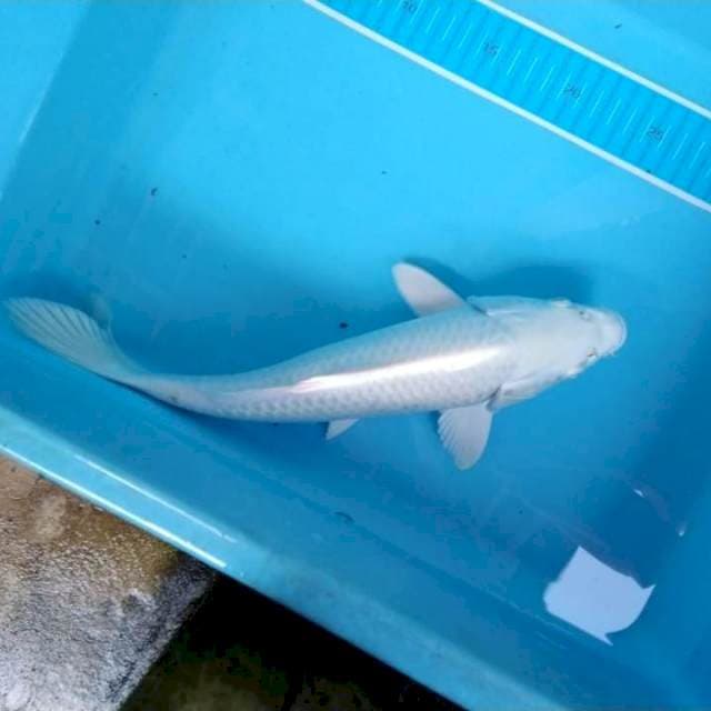Platinum ogon