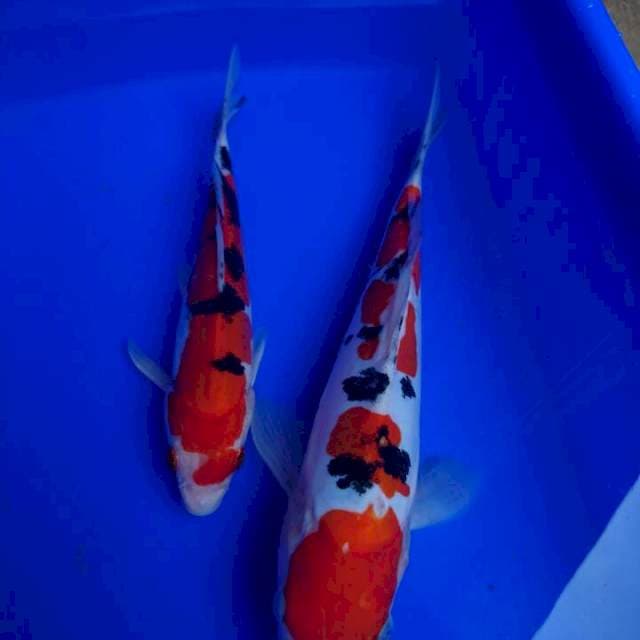 Tanco doit sanke 27 cm dan sanke doit 22cm