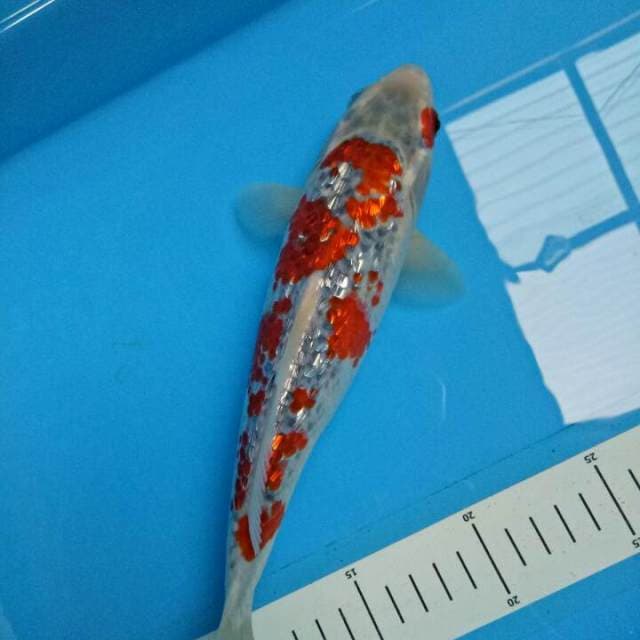 Goshiki GINRIN 26 CM