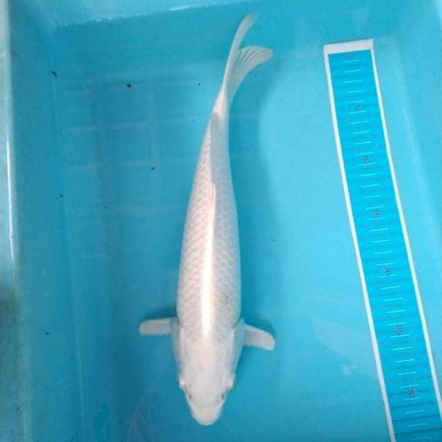Platinum ogon 2