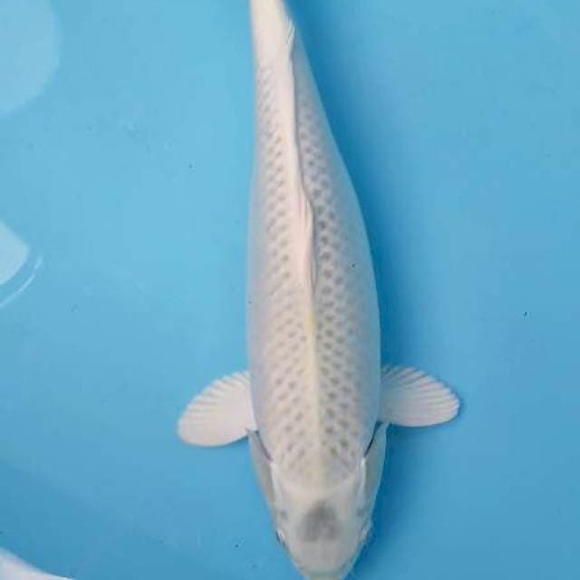Musasi 40
