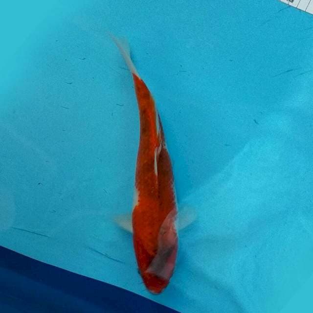 Goromo 28cm