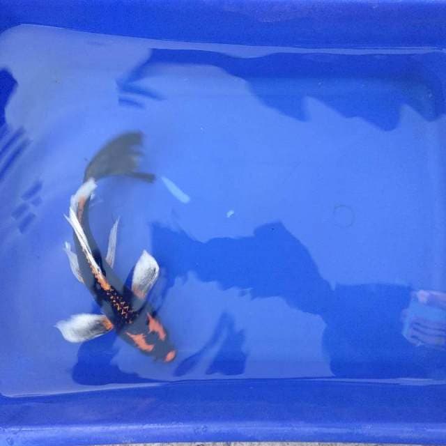 kin kabuto kumpay 20cm