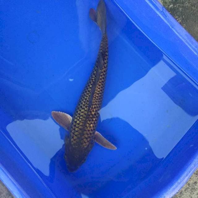 midorigoi gindrin 28cm