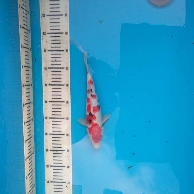 sanke joss 27cm