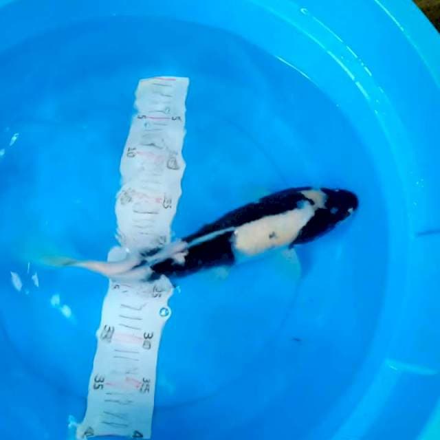 36cm