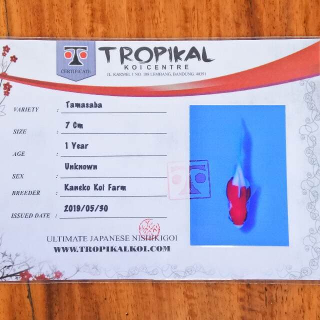 Tamasaba (Kaneko) 7cm. Import dan sertifikat