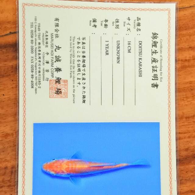 Doitsu Karashi (Marusei) 16 cm. Import dan sertifikat