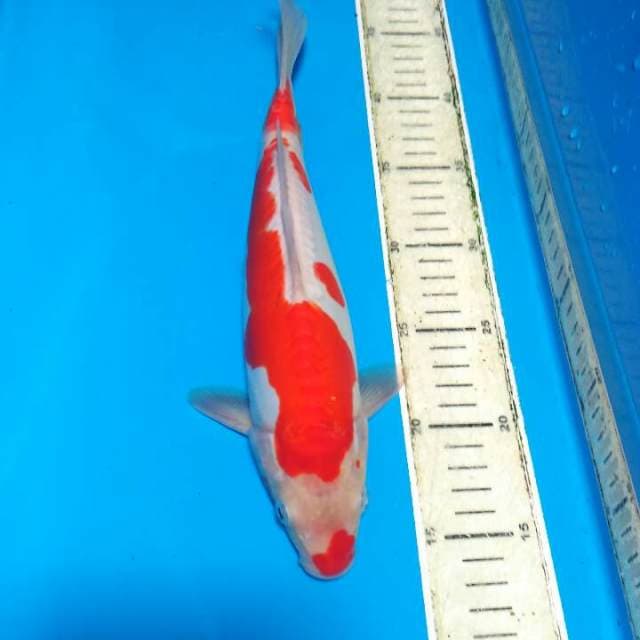 Kohaku doitsu kucibeni 30 cm