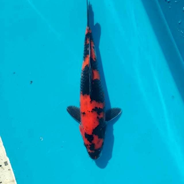 Hi Showa Female 31cm