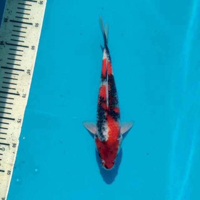 Tategoi Showa Female 28cm