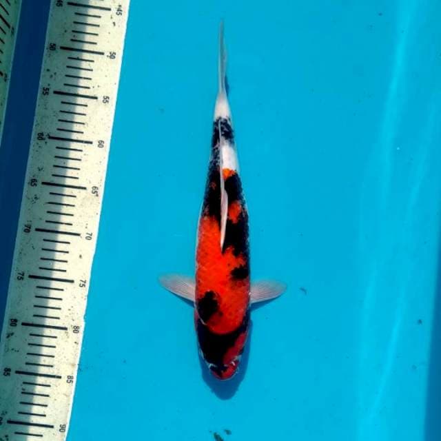 Showa sanshoku Female 36cm