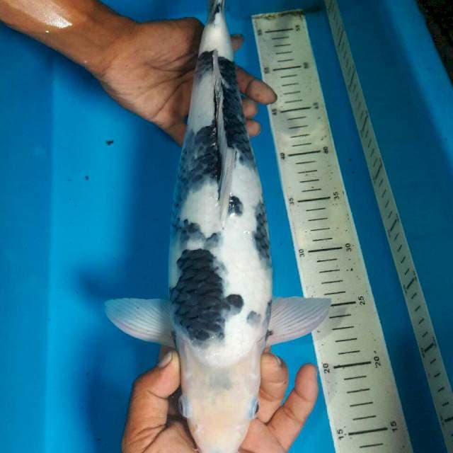 SHIRO UTSHURI TATEGOI BAKAT JUMBO BAGUS