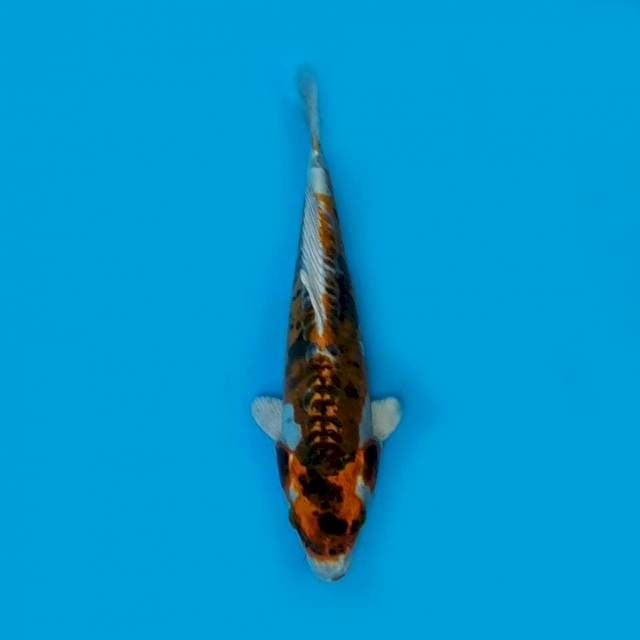 Kikokuryu 28cm