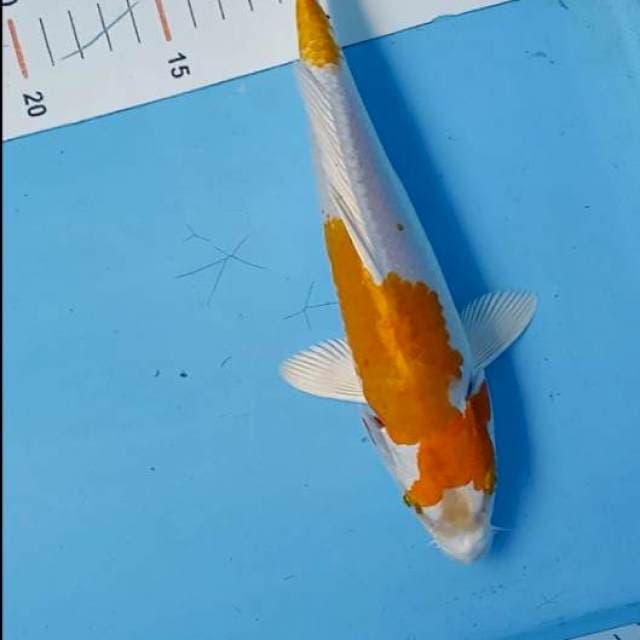 Hariwake 25bu