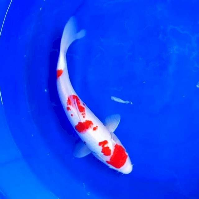 1. MARU KHK #34CM