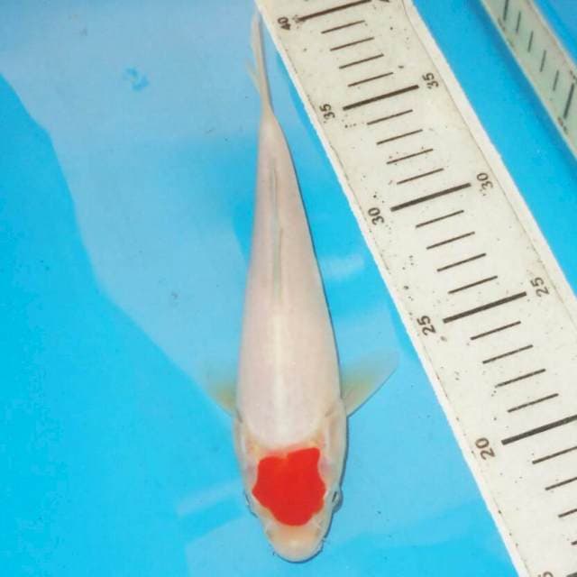 TANCHO KOHAKU
