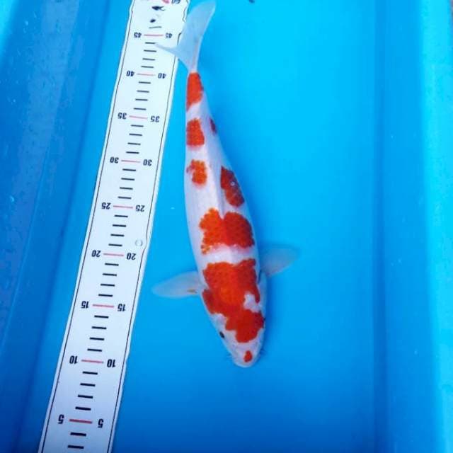 NJK - KOHAKU 5 CEPLOK