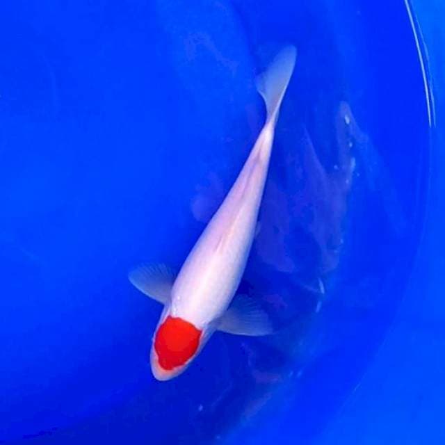 9. TC KOHAKU # ±25CM