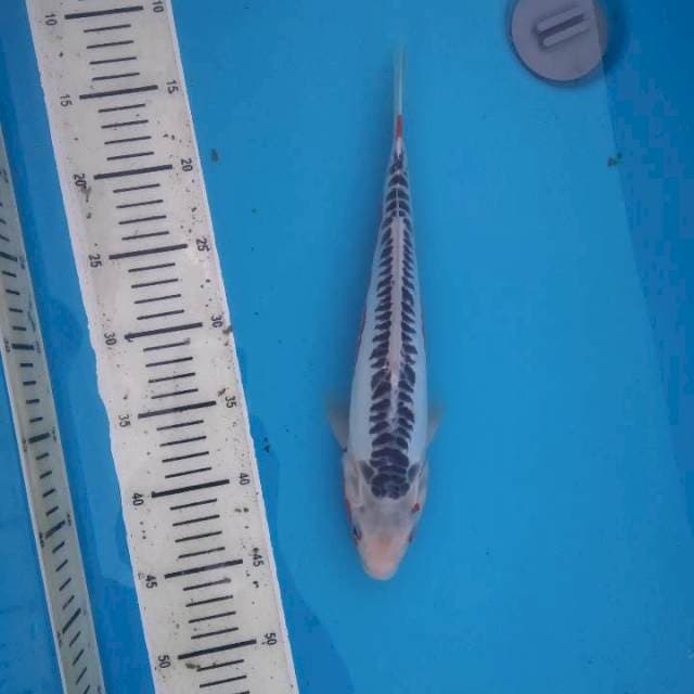Shusui F1 30cm.