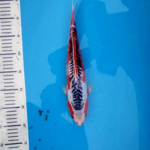 Hana shusui 35cm