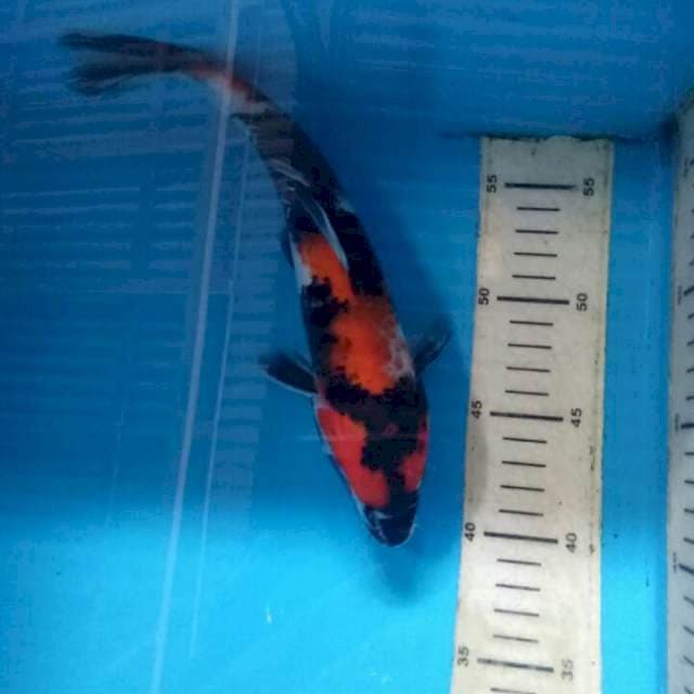 Showa 26cm